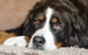 Dogs Scooting After Having Diarrhea