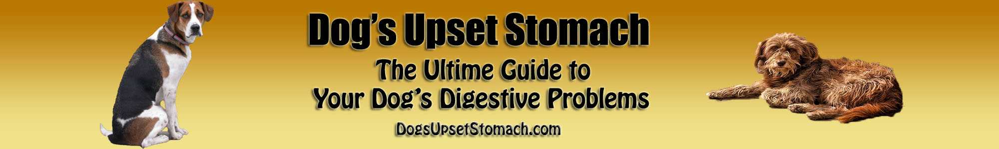 dogsupsetstomach.com