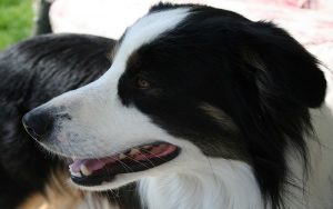 Why is My Dog Vomiting After Drinking Water?